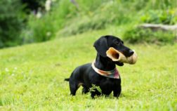 Miniature Dachshund Dogs 101 – Everything Important To Know About Mini Doxies