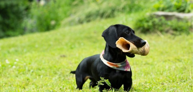 Miniature Dachshund Dogs 101 – Everything Important To Know About Mini Doxies