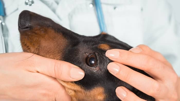 Miniature Dachshund Health Issues