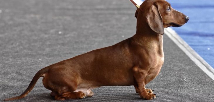 Miniature Dachshund Size Chart – Proportions and Traits