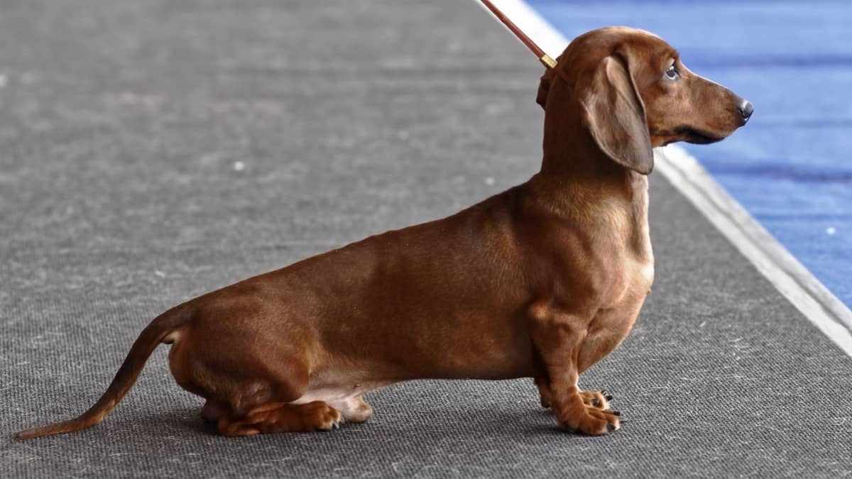 how long do mini dachshunds get