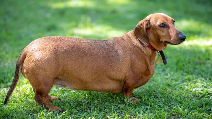 Other Causes Of Dachshund Legs Turned Out
