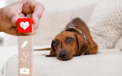 Pet Insurance For Dachshunds – Is It Expensive And Is It Worth It?