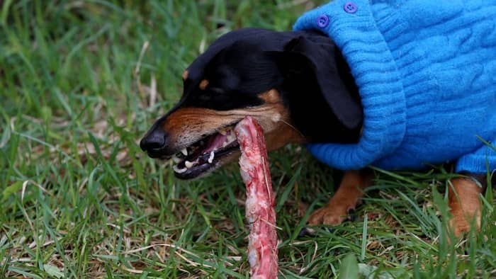 Raw Diet For Dachshunds - Benefits