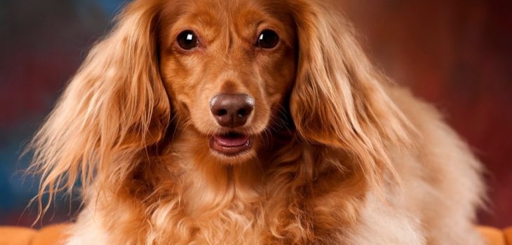 Red Brindle Long Haired Dachshund – Looks, Rarity, Price, And More