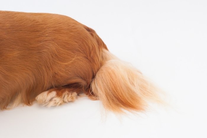 Should You Dock A Long Haired Dachshund’s Tail