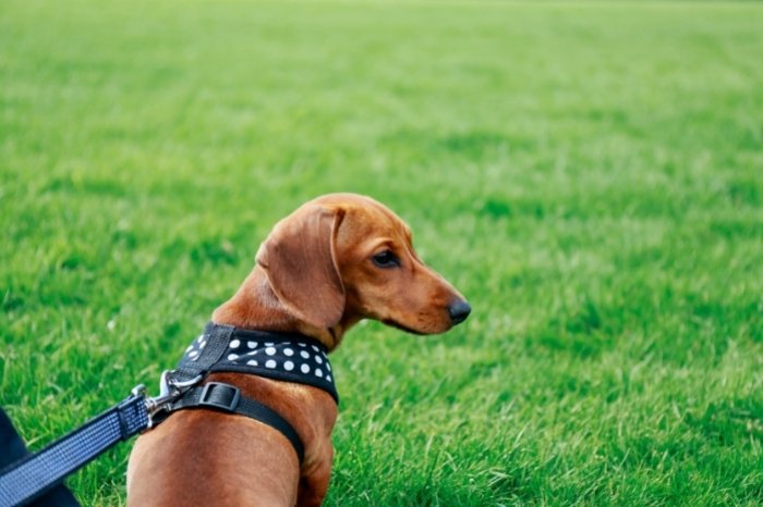 Should You Pick A Harness For Miniature Dachshund Rather Than A Collar