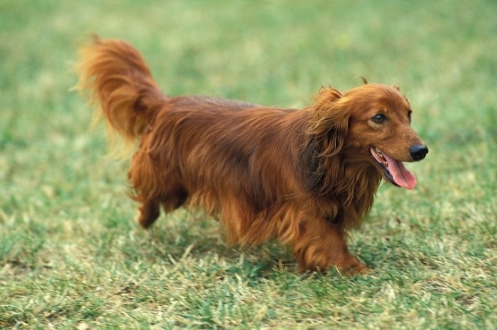 So, Is The Red Brindle Long Haired Dachshund – The Right Dog For You