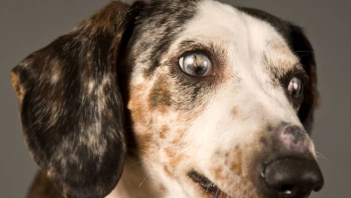 So, The Dots and Spots Dachshunds Can Have – Are They Worth Noting