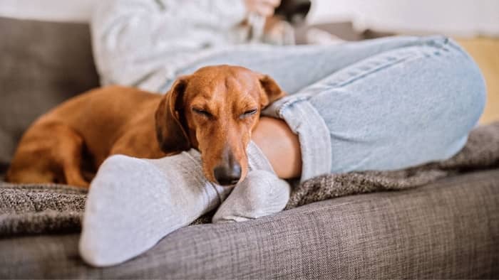 So, Your Dachshund Puppy Steals Socks – Why