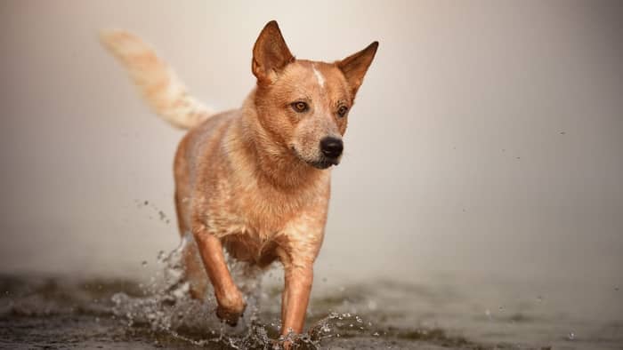 The Dorgi or Dachshund and Corgi mix