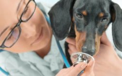 The Incredible Dachshund Sense Of Smell And What It Means For Your Pet