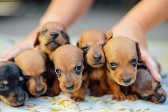 Top 20 Popular Names For Male Dachshunds