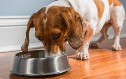 What Are The 15 Best Food Bowls For Dachshunds?