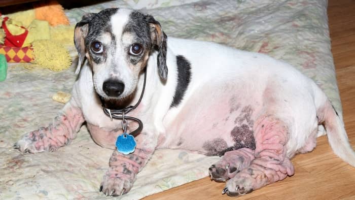 What Causes Dachshund Skin Issues In The First Place