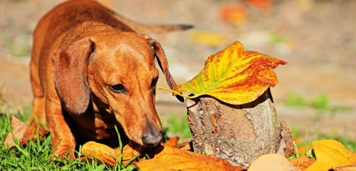 What Do Dachshunds Hunt – Amazing Hunting Past