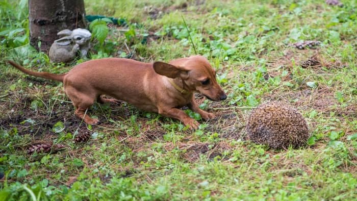 What Do Dachshunds Hunt
