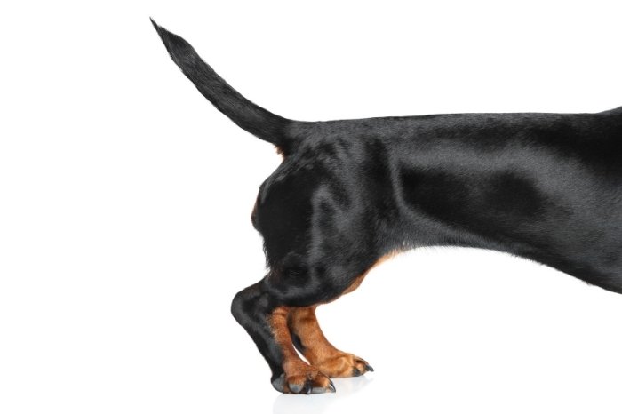 What Does A Dachshund’s Tail Look Like