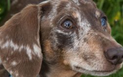 What Does A Dapple Dachshund Look Like And What’s Unique About It?