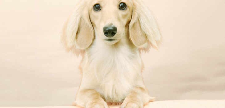 What Does An EE Cream Long Haired Dachshund Look Like?
