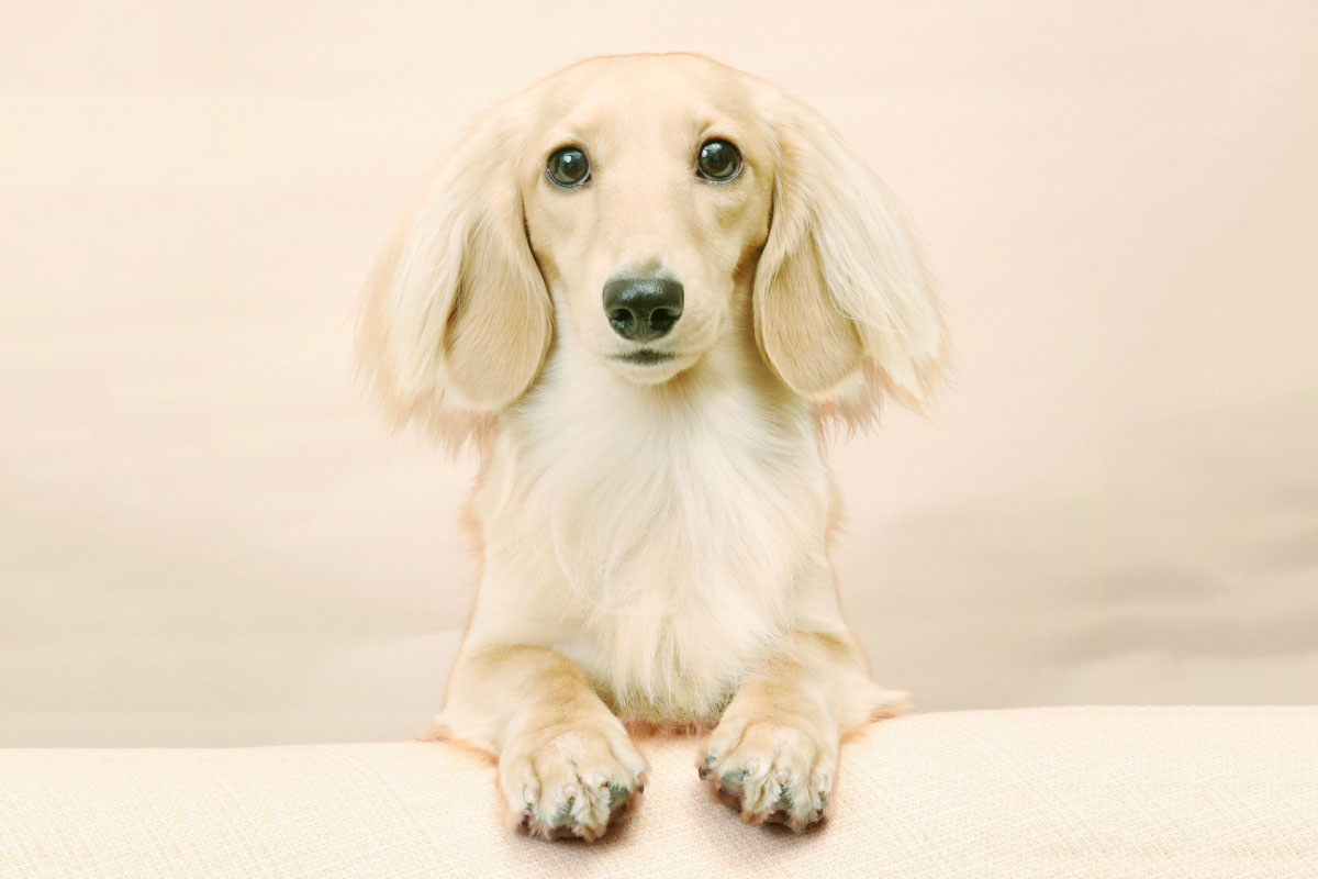 What Does An EE Cream Long Haired Dachshund Look Like? - Sweet Dachshunds
