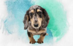 What Exactly Is The Rare Gray Long Haired Dachshund?