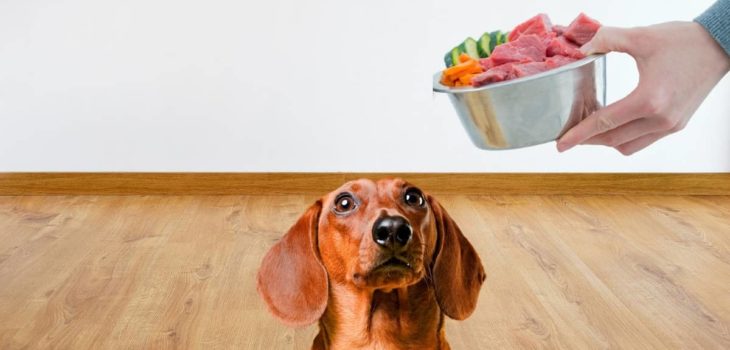 What Is The Best Diet For Dachshunds?