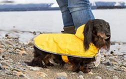 What Is The Best Raincoat For Miniature Dachshund Dogs – Here Are Our 6 Suggestions