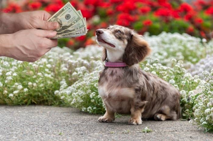 What Is The Dapple Dachshund Puppies Price You Can Expect To Have To Pay