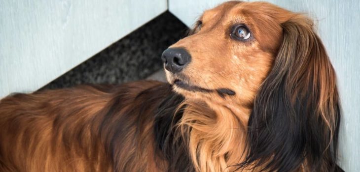 What Is The Life Expectancy Of Long Haired Dachshund Dogs?