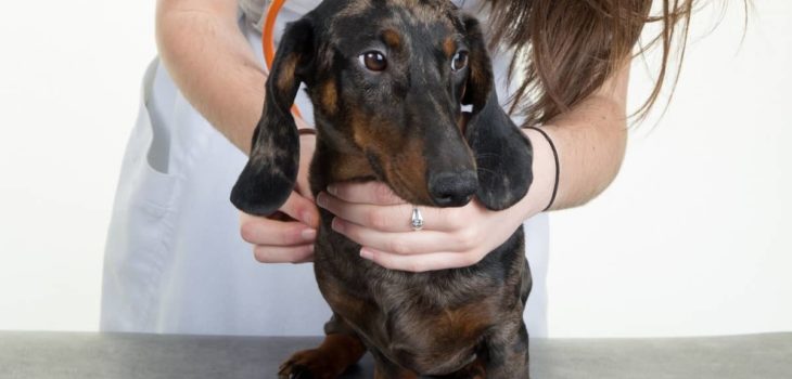 What Is This Color Dilution Alopecia Dachshund Dogs Struggle With?