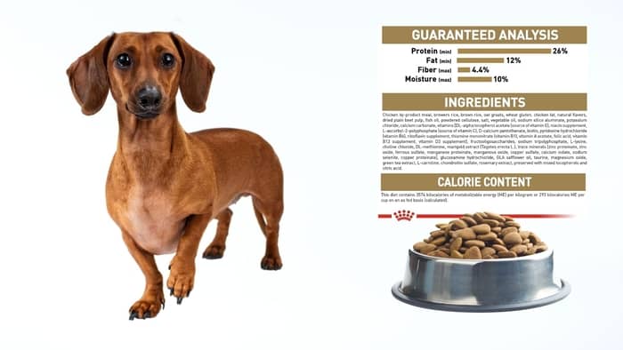 What Should You Consider Before Getting Royal Canin For Your Dachshund