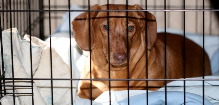 What Size Crate For Miniature Dachshund Should You Go For?