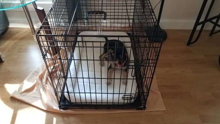 What Size Crate For Miniature Dachshund