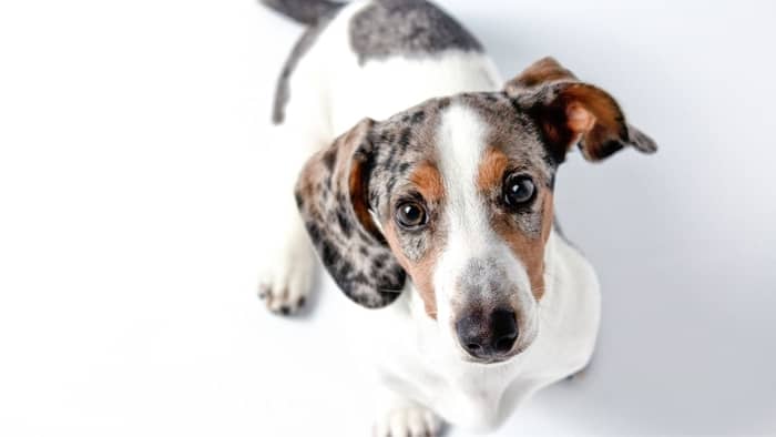 What’s The Difference Between A Dapple and A Piebald Dachshund