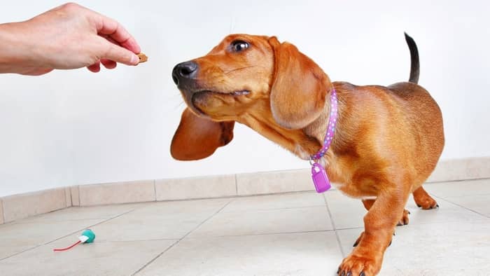 What’s The Right Food For A Miniature Dachshund