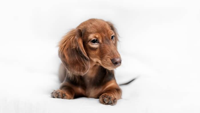 When Do Long Haired Dachshunds Hair Grow From A Puppy’s Coat Into An Adult’s Coat