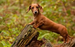 Why Are Dachshunds Long And Short-Legged, And Is This Intentional?