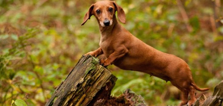 Why Are Dachshunds Long And Short-Legged, And Is This Intentional?