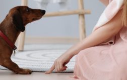 Why Are Dachshunds So Stubborn And Is There A Quick And Simple Way To Train Them?