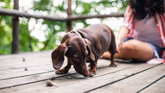 are dachshunds stubborn dogs