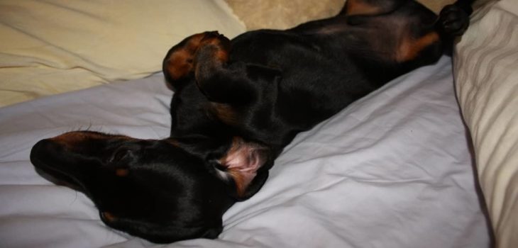 Why Do Dachshunds Sleep On Their Backs And Is This A Problem – Here Are The 5 Main Explanations