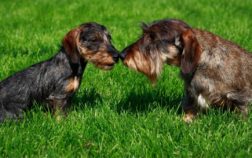 Wire Haired Dachshund Temperament – How Well-Mannered And Trainable Are They?