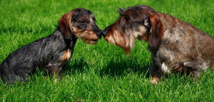 Wire Haired Dachshund Temperament – How Well-Mannered And Trainable Are They?