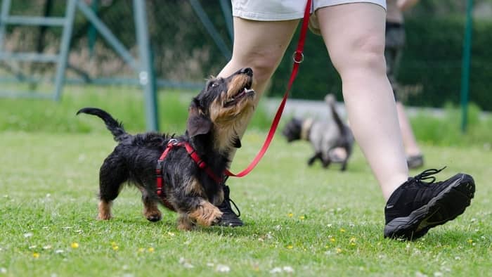 are dachshunds trainable