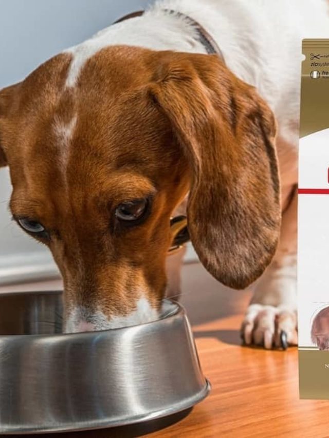 Vet’s Top Recommended Brand Of Food For Dachshunds