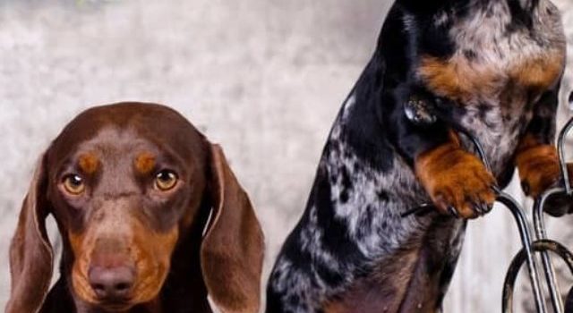 5 Exercises To Strengthen Dachshund Back Muscles And Balance
