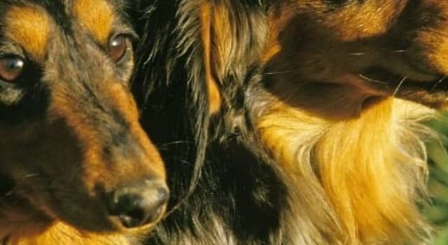 Why Long Haired Dachshunds Are Amazing House Pets