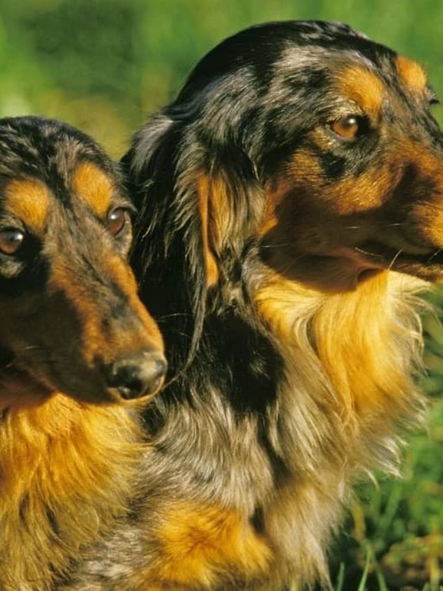 Why Long Haired Dachshunds Are Amazing House Pets
