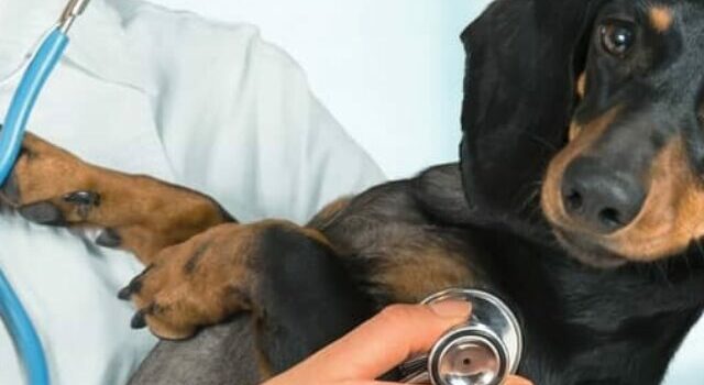 Learn about the 9 health problems Mini dachshunds are prone to